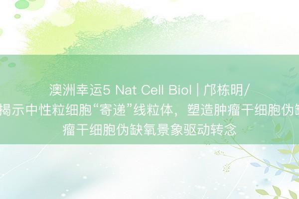澳洲幸运5 Nat Cell Biol | 邝栋明/魏瑗/劳向明团队揭示中性粒细胞“寄递”线粒体，塑造肿瘤干细胞伪缺氧景象驱动转念